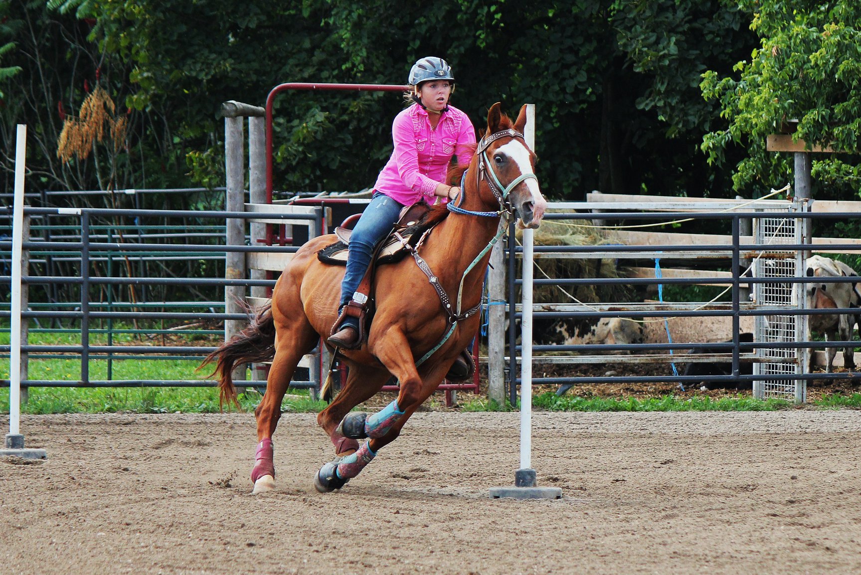 Top of the Hill Gymkhana